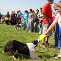 Önbíráskodásom: Happy Dog - Flydogs Pannonia Frisbee Kupa