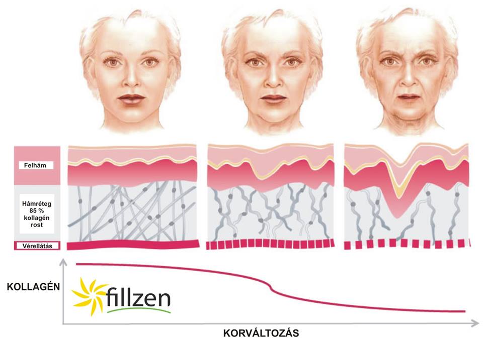 a-kollagen-szerepe.jpg