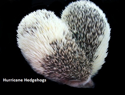 I love hedgehog's