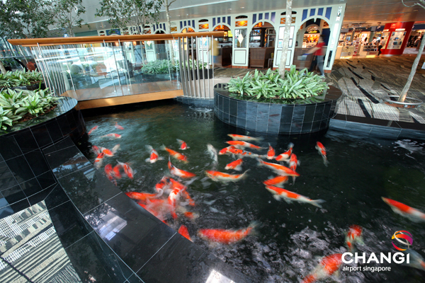 terminal-3-transit-koi-pond.jpg