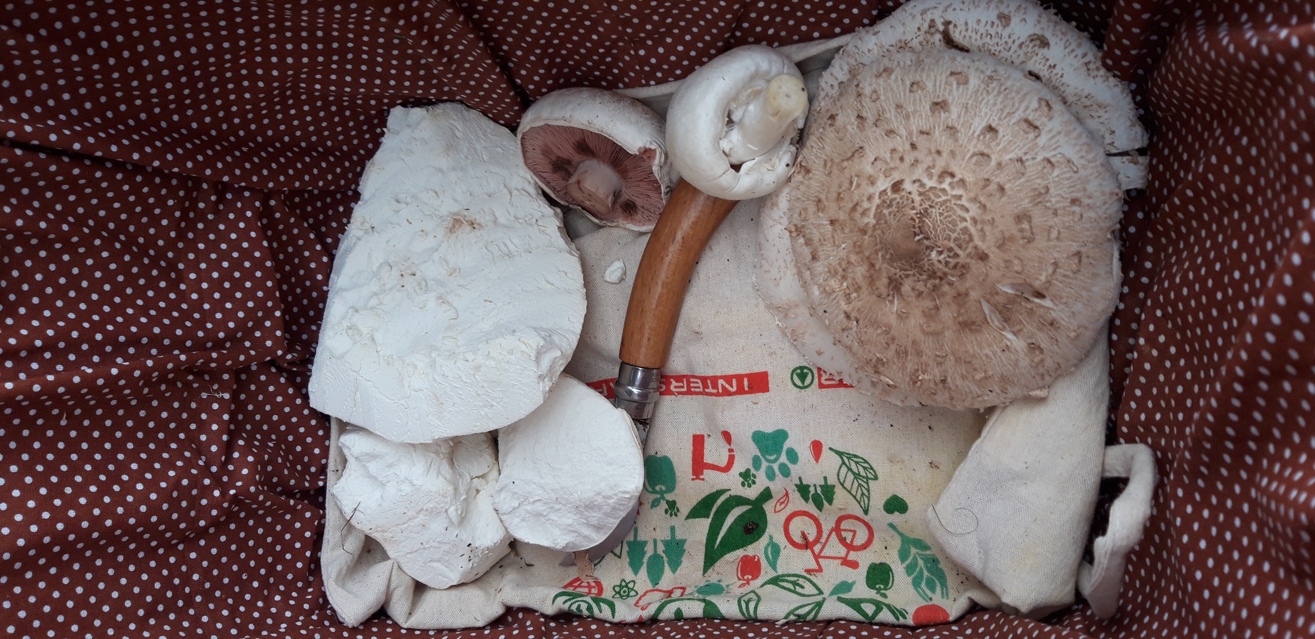 Látni és megfogni...