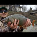 Fly Fishing in Bled Region - Fish&Dirt Season Start '17