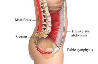 transverse-abdominis.jpg