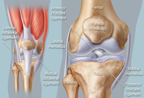 knee-anatomy.jpg