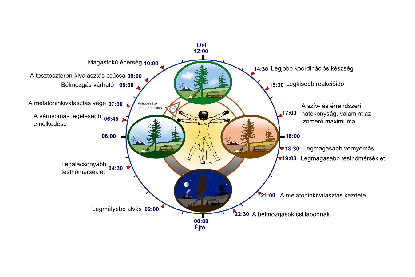 emberi-cirkadian-ritmus.png