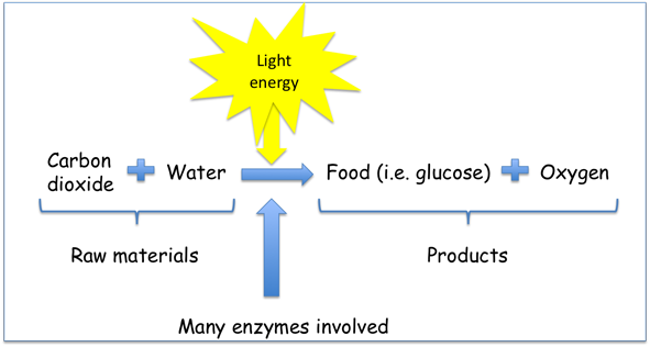 photosynthesis.png