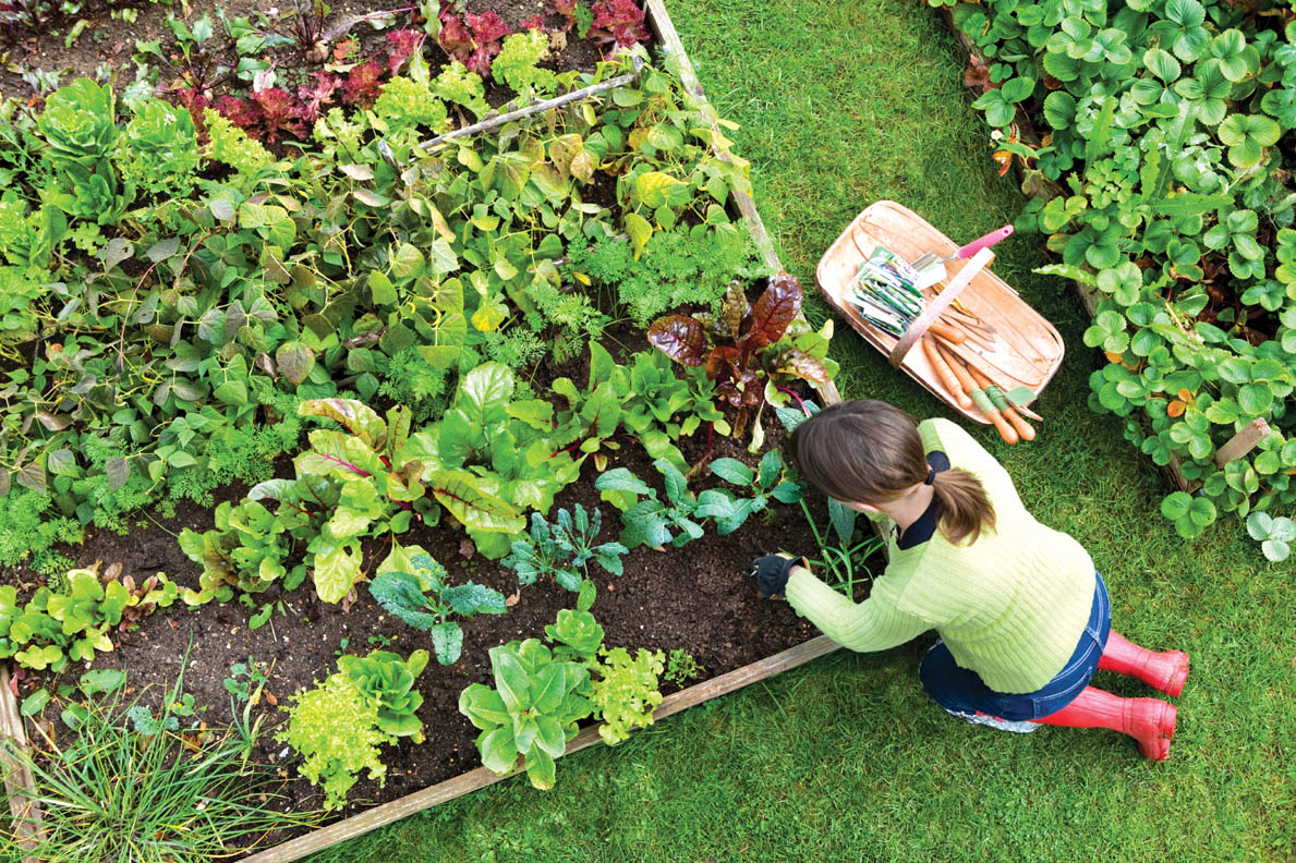 vegetable-gardening-tips-for-beginners.jpg