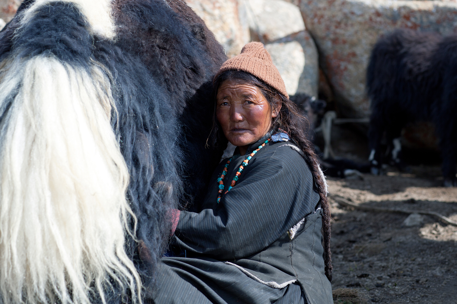 bigstock-tibetan-woman-with-yak-in-lada-148124192.jpg