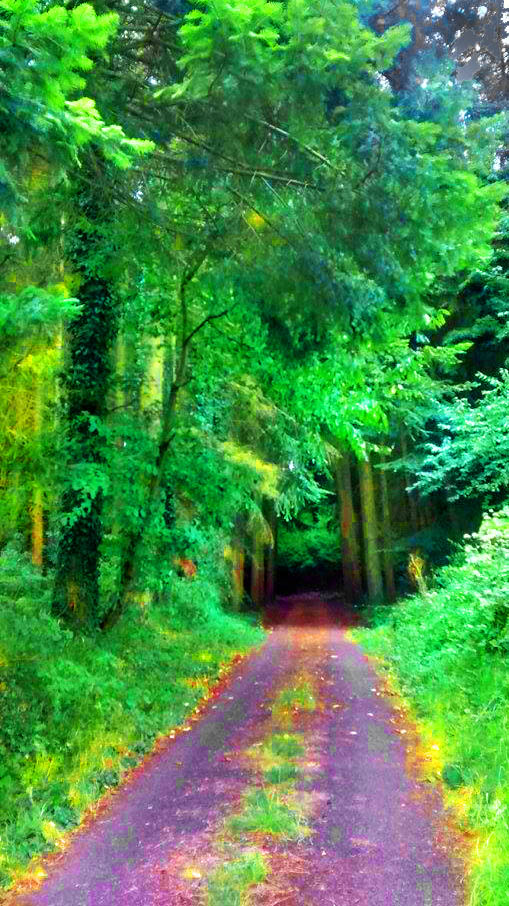 Az erdőbe vezető út.