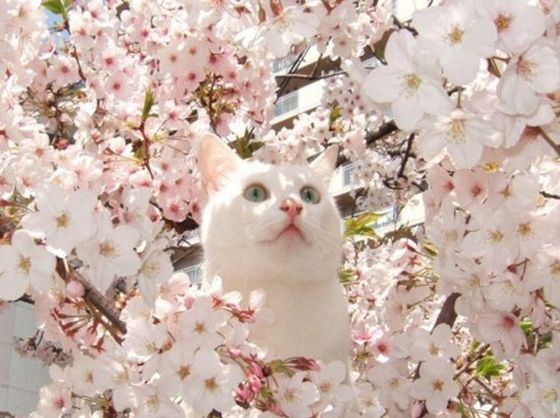 550x-spring-cat.jpg