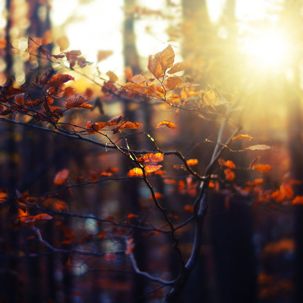 Autumn_Feelings_XXI_by_agatkk.jpg