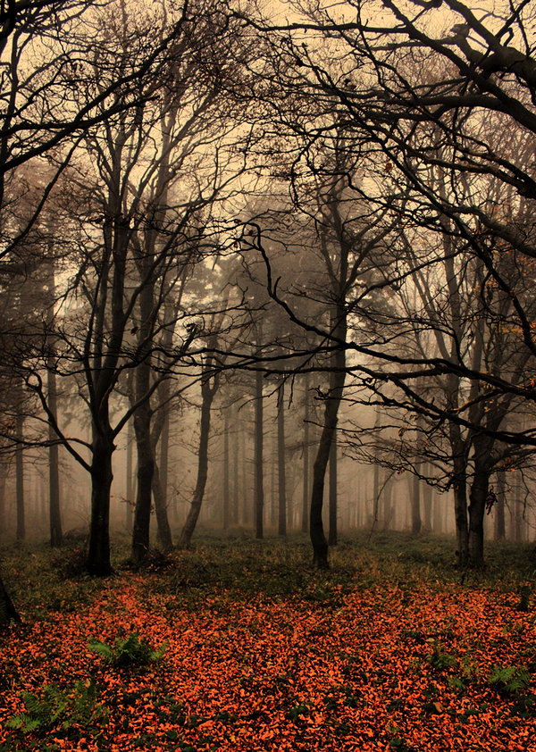 foggy_forest_by_pauljavor.jpg