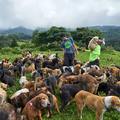 Costa Ricaban a kóbor kutyák sétája turista látványosság