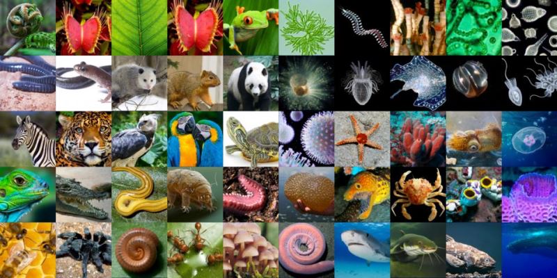 biodiversity.jpg