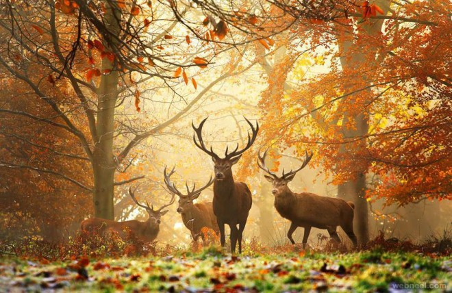 3-deer-wildlife-photography_preview.jpg