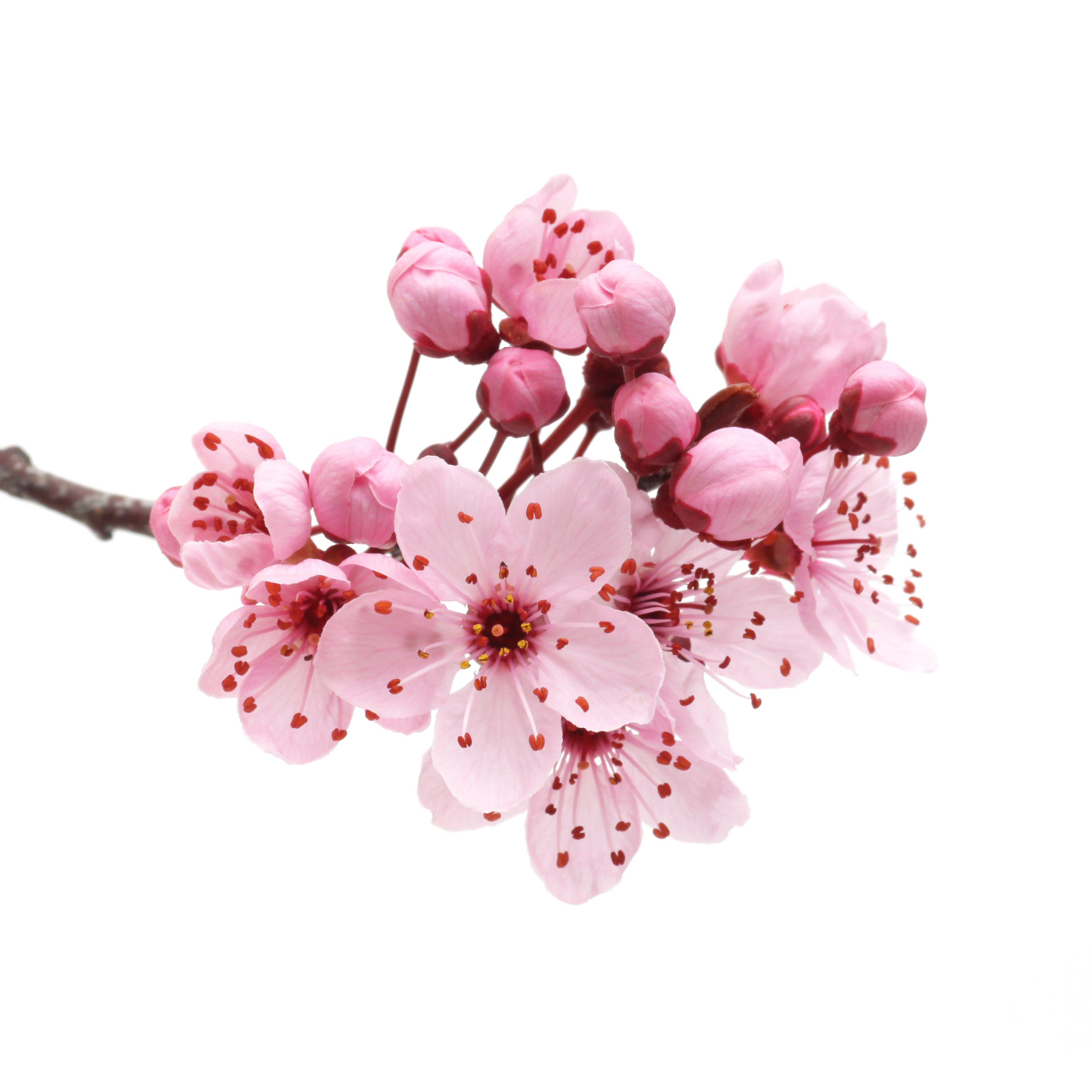 japanese-flowering-cherry-png-transparent.png