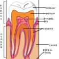 Emberi fogak