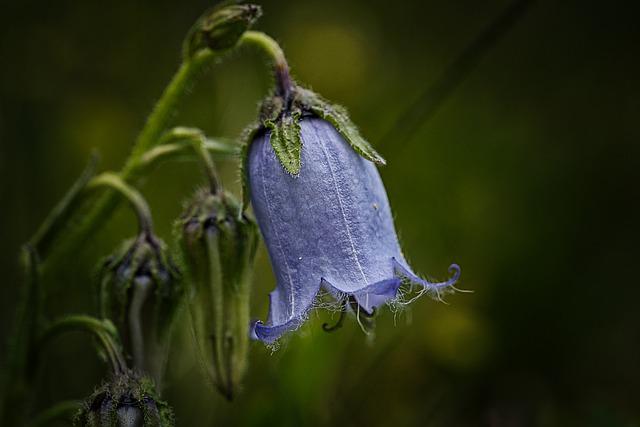 bellflower-g8bf777474_640.jpg