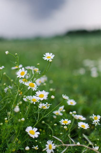 chamomile-4751118_640.jpg