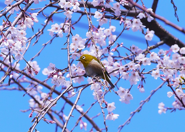 cherry-blossoms-1304965_640.jpg