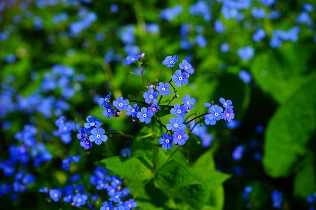 forget-me-not-g1f52a5f9c_640.jpg