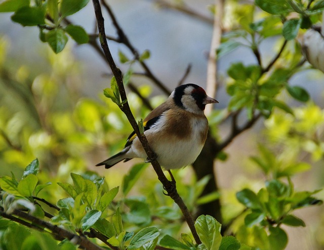 goldfinch-739079_640.jpg