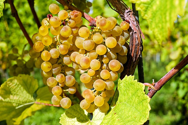 grapes-2715711_640.jpg