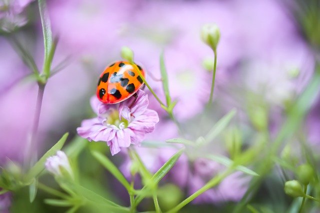 ladybug-gf56f79c48_640.jpg