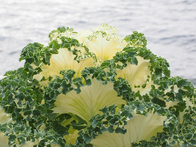 ornamental-cabbage-779960_640.jpg