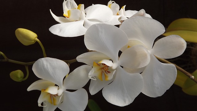 orquidea-188633_640.jpg