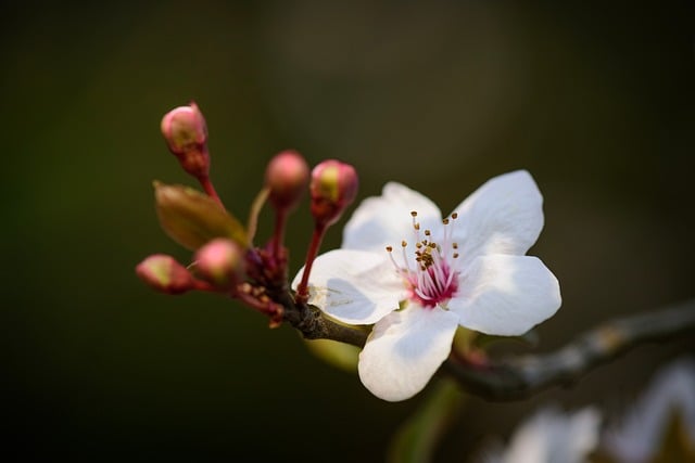 purple-leaf-plum-9568184_640.jpg