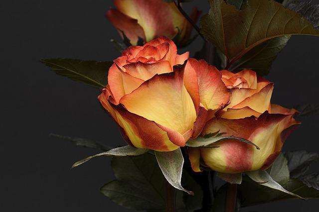 rose-g53709b7d3_640.jpg