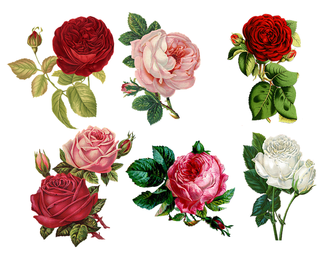 roses-1770165_640.png