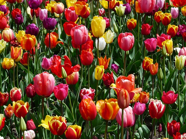 tulips-47399_640.jpg