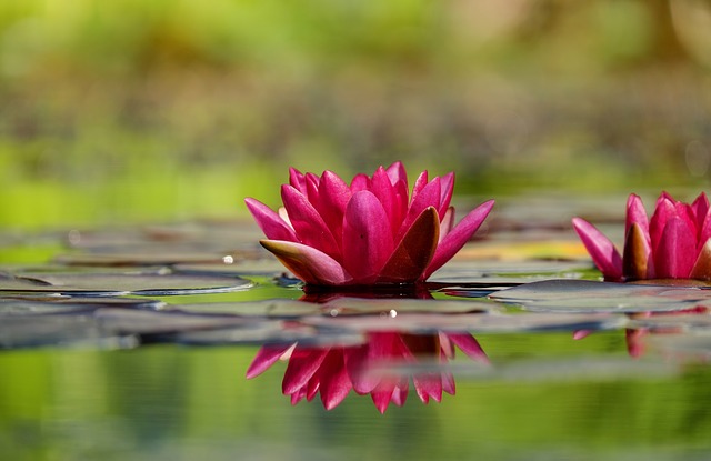 water-lily-1442497_640.jpg