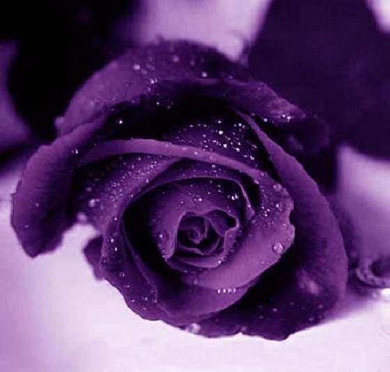 Violet_Roses_1.jpg