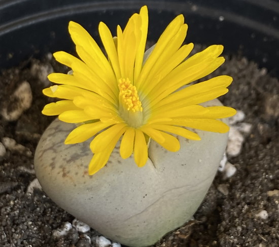 flower.jpg