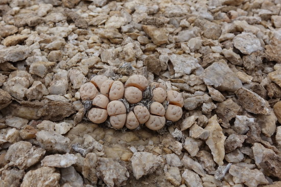lithops2.jpg