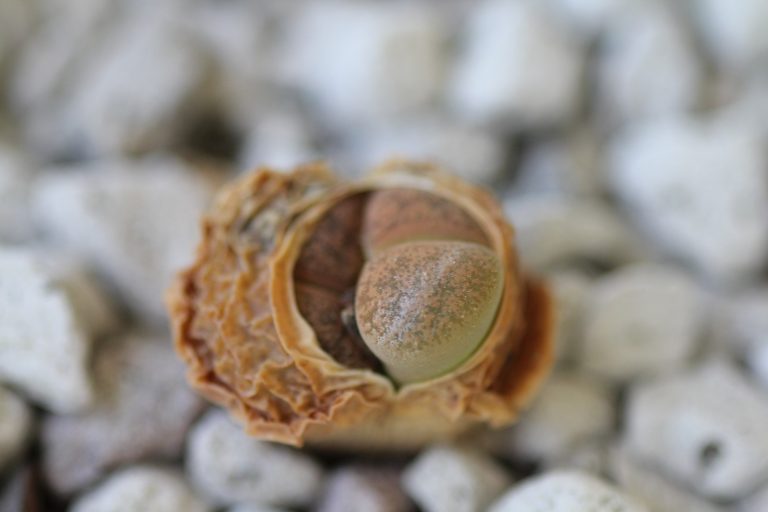 lithops_grows.jpg