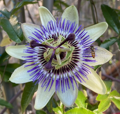 A golgotavirág (Passiflora)