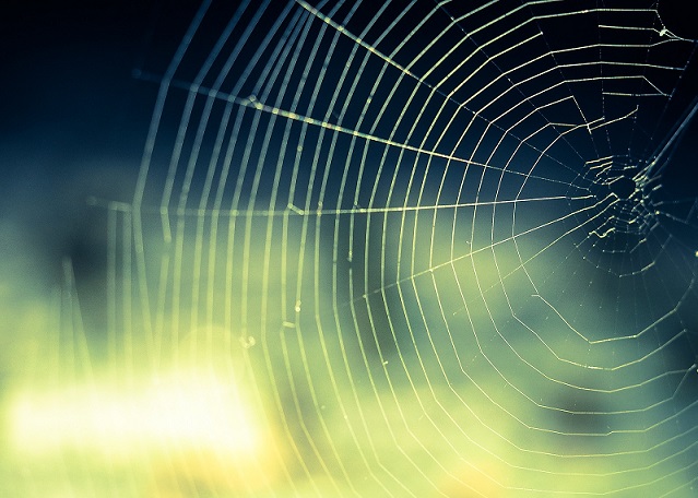 cobweb-959578_1920.jpg