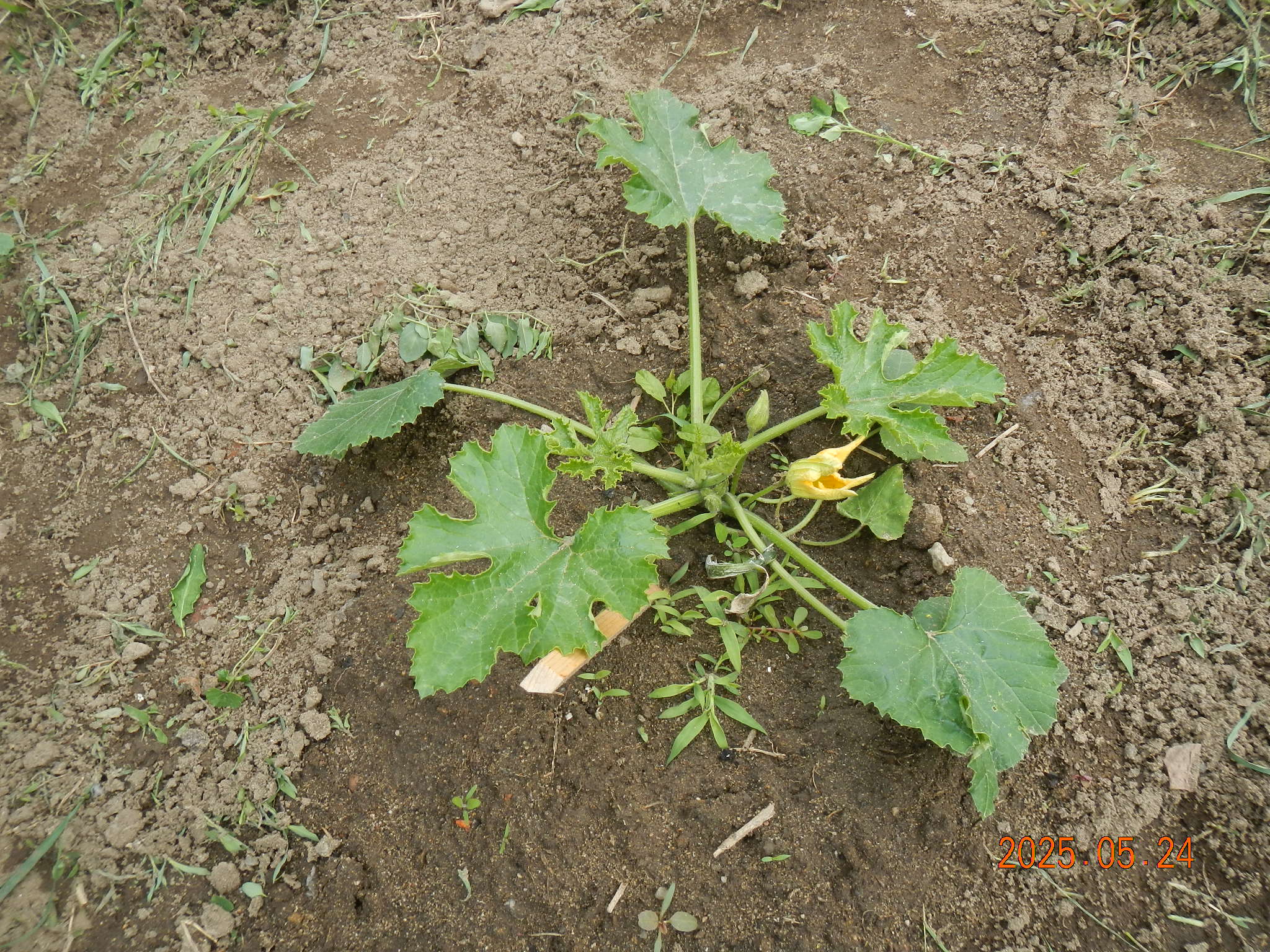 dscn0045.JPG