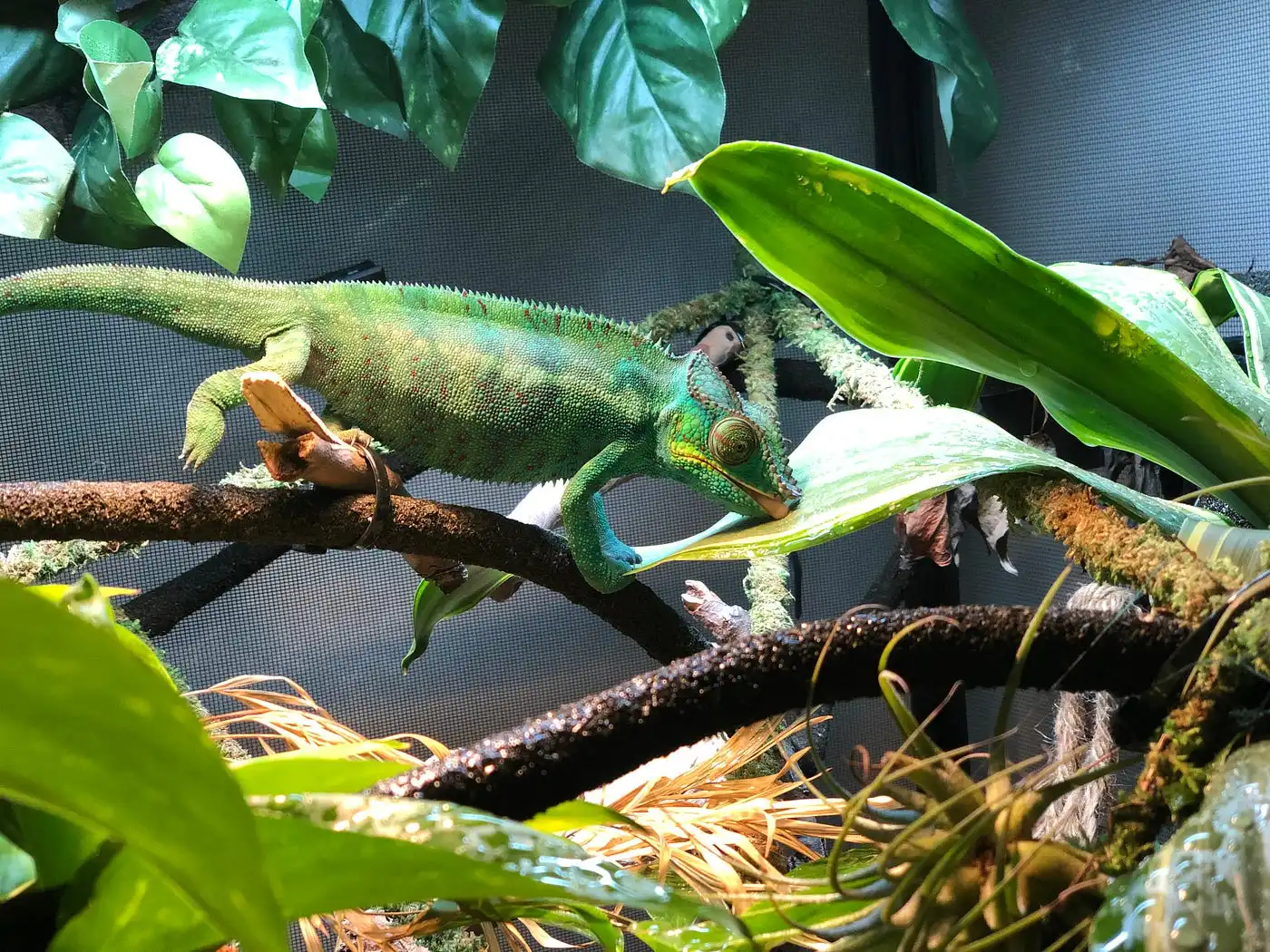 kameleon-iszik.webp