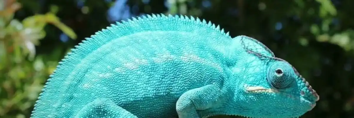 nosy-be-true-blue-1200-400.webp