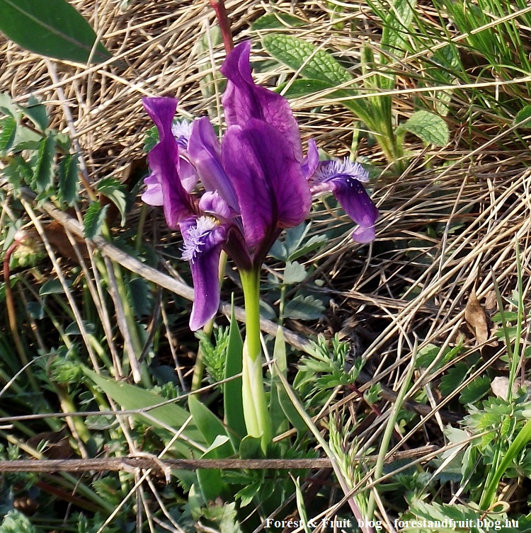 20180421_szepsegeksziklaja02.jpg