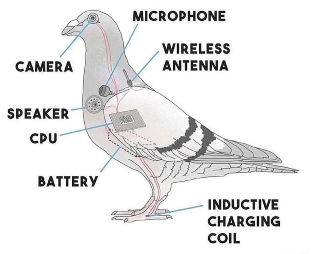 bird_as_drone.jpg