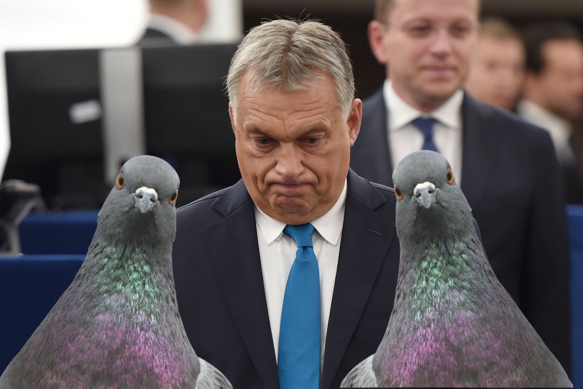 orban-durcas_galambokkal.jpg