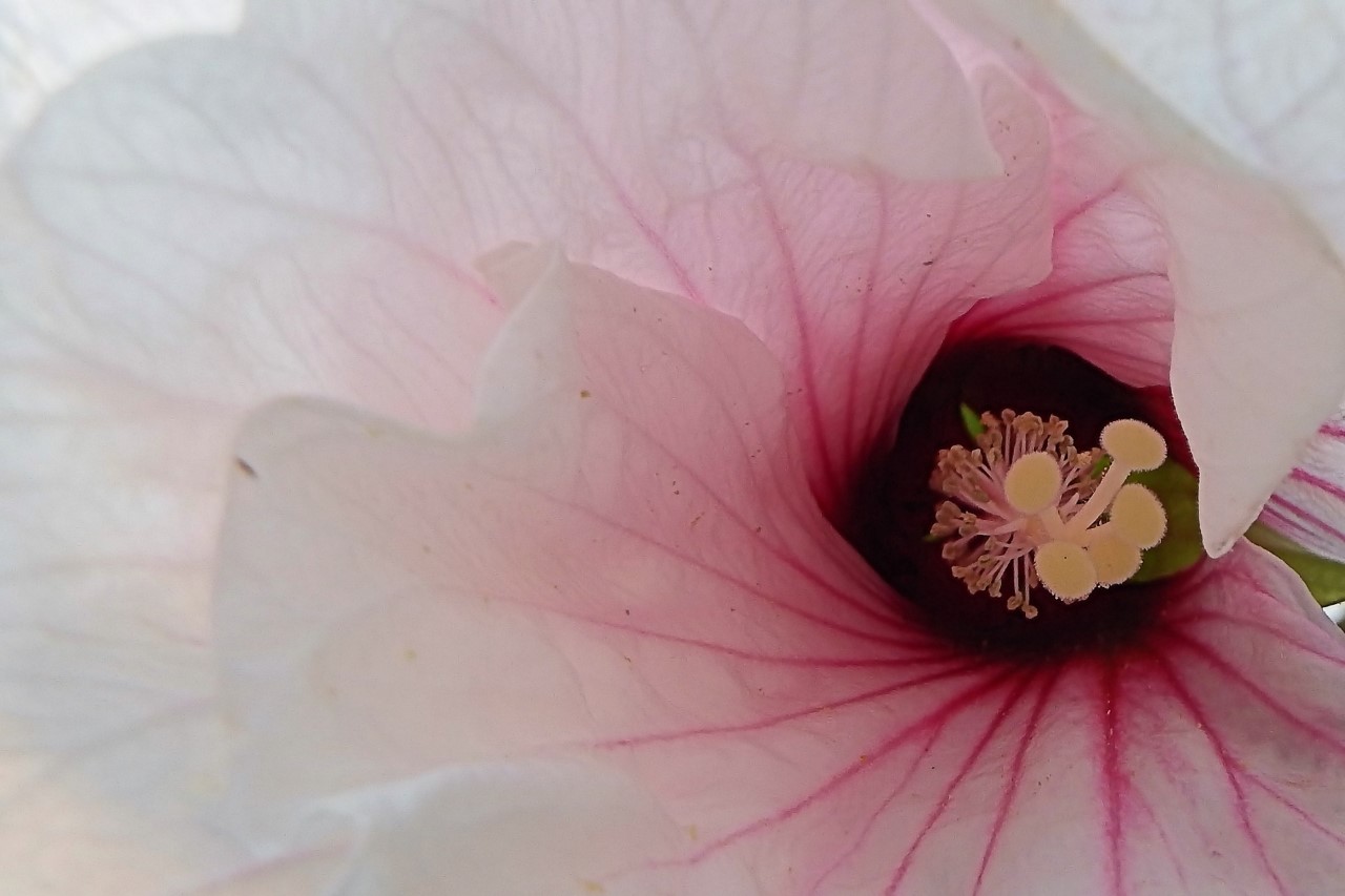 hibiscus-myspirit_skincare_organikus_szepsegapolas.jpg