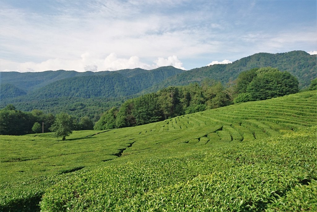 sochi_tea_plantation_1024x1024.jpg