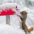 Karácsonyi levél a mókusnak